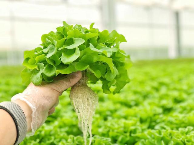 無土栽培技術(shù)